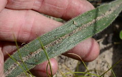 Echiostachys incanus