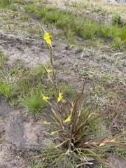 Philydrum lanuginosum