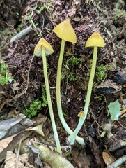 Entoloma luteum