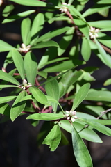 Tasmannia lanceolata