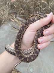 Pituophis catenifer catenifer