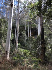 Eucalyptus deanei
