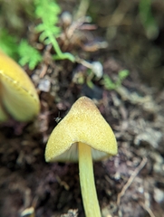 Entoloma luteum