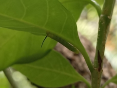 Daphnis nerii