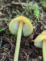 Entoloma luteum