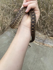 Pituophis catenifer catenifer