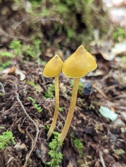 Entoloma luteum