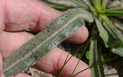 Echiostachys incanus