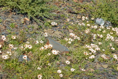 Dimorphotheca pinnata