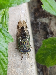 Neotibicen latifasciatus