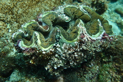 Tridacna noae