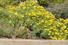 Osteospermum sinuatum