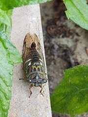 Neotibicen latifasciatus