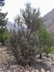 Cercocarpus ledifolius