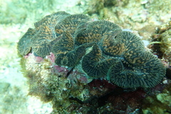 Tridacna noae