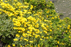 Osteospermum sinuatum