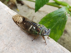 Neotibicen latifasciatus