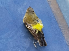 Ficedula zanthopygia