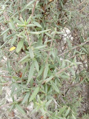 Cercocarpus ledifolius