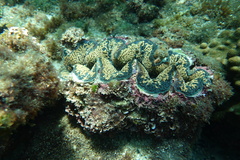 Tridacna noae