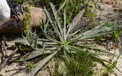 Echiostachys incanus