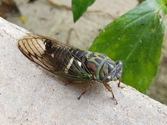 Neotibicen latifasciatus