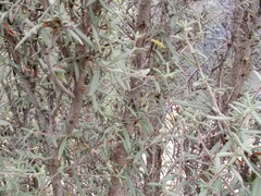 Cercocarpus ledifolius