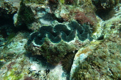 Tridacna noae