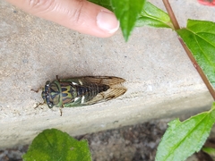 Neotibicen latifasciatus