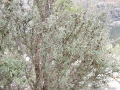 Cercocarpus ledifolius