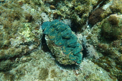 Tridacna noae