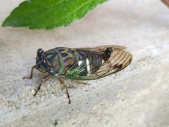 Neotibicen latifasciatus