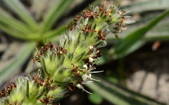 Echiostachys incanus