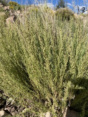 Artemisia
