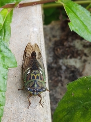 Neotibicen latifasciatus