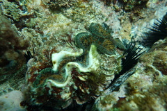 Tridacna noae