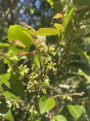 Glochidion rubrum