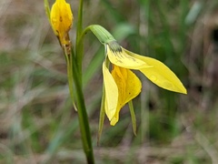 Diuris behrii