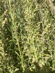 Artemisia