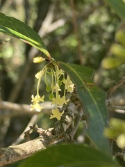 Glochidion rubrum