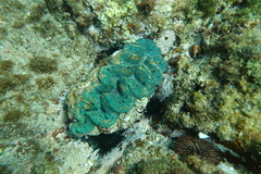 Tridacna noae