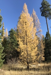 Larix occidentalis