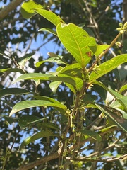 Glochidion rubrum