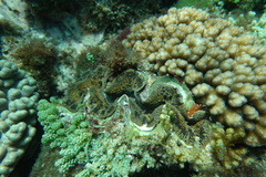 Tridacna noae