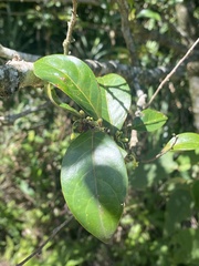 Glochidion rubrum