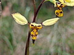 Diuris × palachila