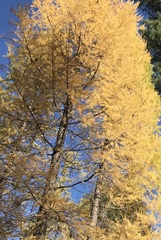 Larix occidentalis
