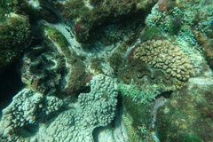 Tridacna noae