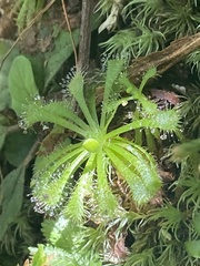 Drosera spatulata