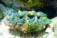 Tridacna noae
